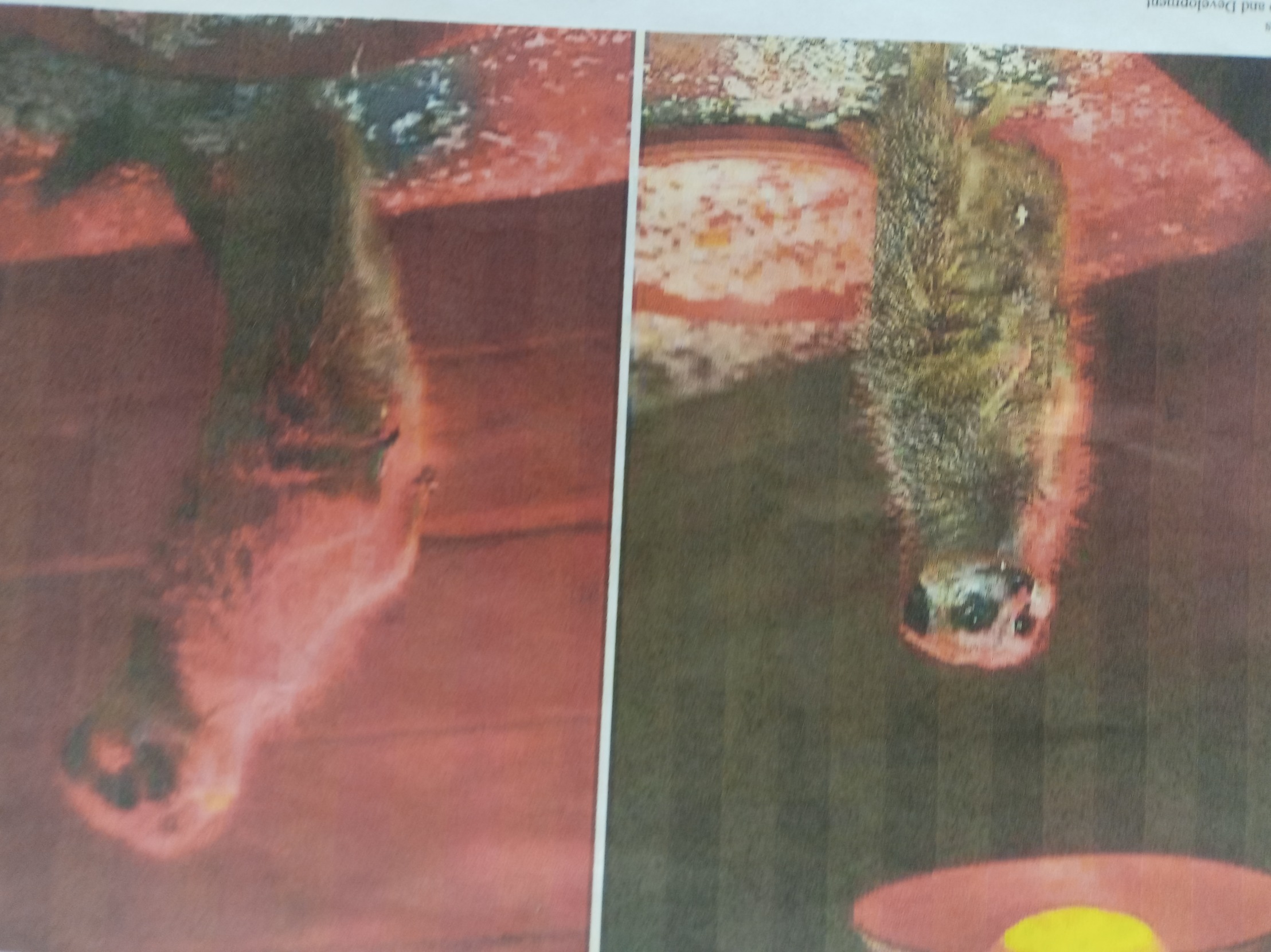 Meerkat Blank Meme Template