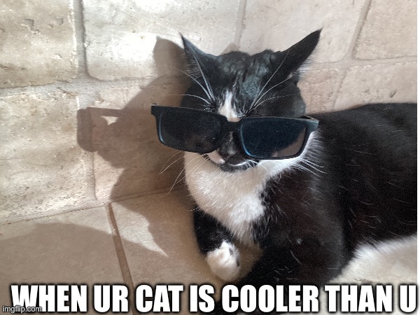 Cat | WHEN UR CAT IS COOLER THAN U | image tagged in cats | made w/ Imgflip meme maker