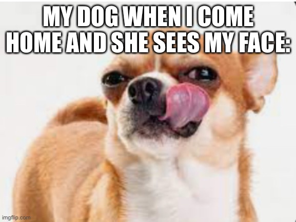 *licks face* | MY DOG WHEN I COME HOME AND SHE SEES MY FACE: | image tagged in doggy | made w/ Imgflip meme maker