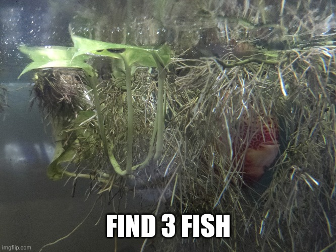 FIND 3 FISH | made w/ Imgflip meme maker