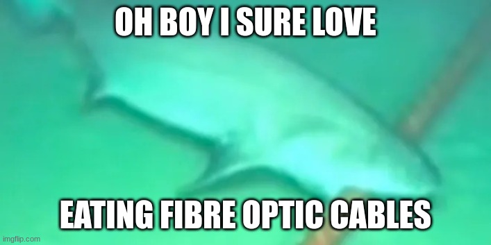 Shark | OH BOY I SURE LOVE; EATING FIBRE OPTIC CABLES | image tagged in shark | made w/ Imgflip meme maker