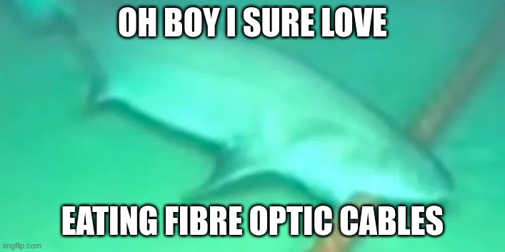 Shark Imgflip