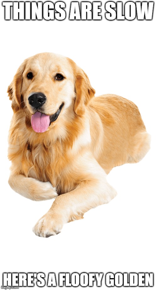  THINGS ARE SLOW; HERE'S A FLOOFY GOLDEN | image tagged in fluffy,cute,golden retriever,beautiful | made w/ Imgflip meme maker