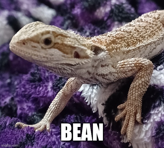 Bean | BEAN | image tagged in bean,bearded dragon,cute,lizard,adorable,precious | made w/ Imgflip meme maker