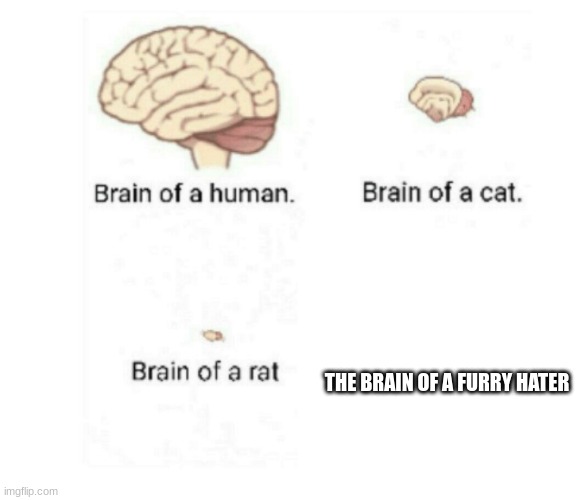 If you don't like furries,don't actively search for them | THE BRAIN OF A FURRY HATER | image tagged in brain size comparison,anti furry | made w/ Imgflip meme maker