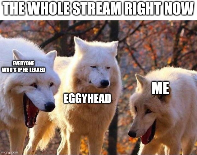 Laughing wolf | THE WHOLE STREAM RIGHT NOW EGGYHEAD ME EVERYONE WHO'S IP HE LEAKED | image tagged in laughing wolf | made w/ Imgflip meme maker