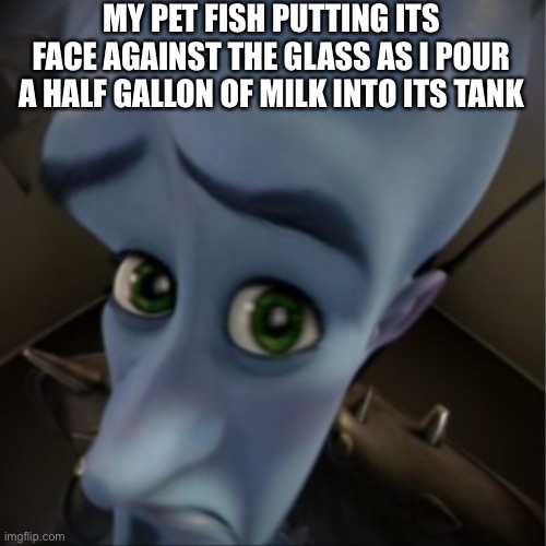 My fish | MY PET FISH PUTTING ITS FACE AGAINST THE GLASS AS I POUR A HALF GALLON OF MILK INTO ITS TANK | image tagged in megamind peeking | made w/ Imgflip meme maker