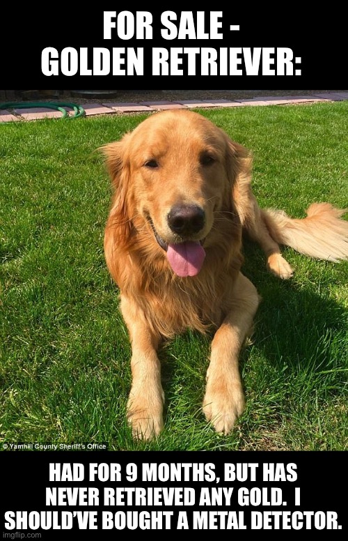 Gold! | FOR SALE - GOLDEN RETRIEVER:; HAD FOR 9 MONTHS, BUT HAS NEVER RETRIEVED ANY GOLD.  I SHOULD’VE BOUGHT A METAL DETECTOR. | image tagged in golden retriever | made w/ Imgflip meme maker