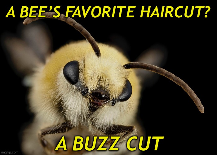 Teehee | A BEE’S FAVORITE HAIRCUT? A BUZZ CUT | image tagged in bees | made w/ Imgflip meme maker