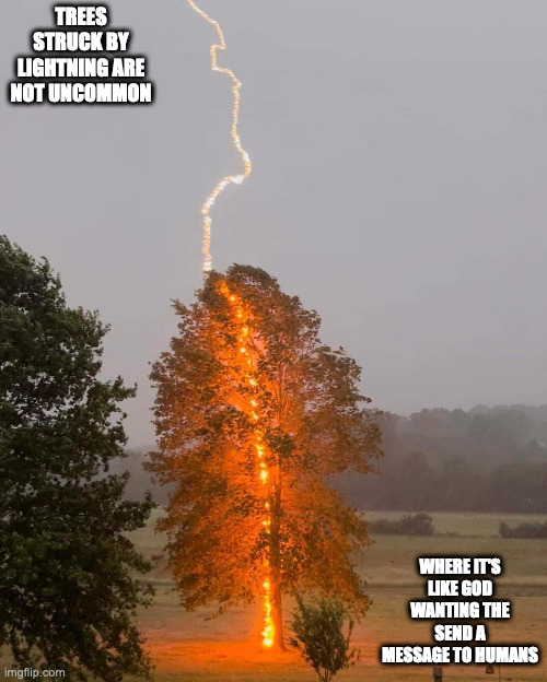 Tree Stuck By Lightning | TREES STRUCK BY LIGHTNING ARE NOT UNCOMMON; WHERE IT'S LIKE GOD WANTING THE SEND A MESSAGE TO HUMANS | image tagged in tree,lightning,memes | made w/ Imgflip meme maker