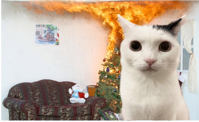 Cat Christmas Blank Meme Template