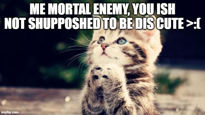 Cute kitten | ME MORTAL ENEMY, YOU ISH NOT SHUPPOSHED TO BE DIS CUTE >:( | image tagged in cute kitten | made w/ Imgflip meme maker