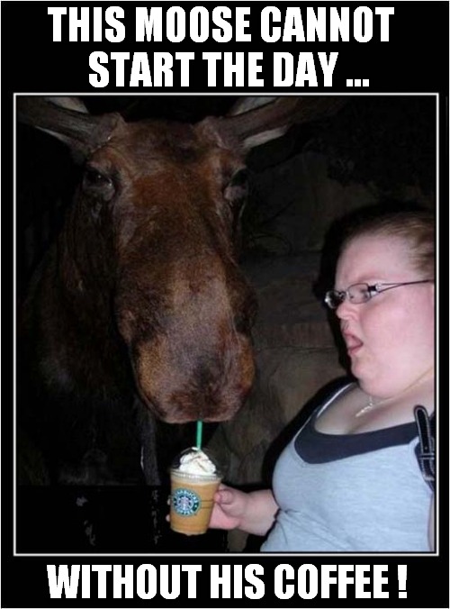 I Know How He Feels ! | THIS MOOSE CANNOT
  START THE DAY ... WITHOUT HIS COFFEE ! | image tagged in moose,morning,coffee | made w/ Imgflip meme maker
