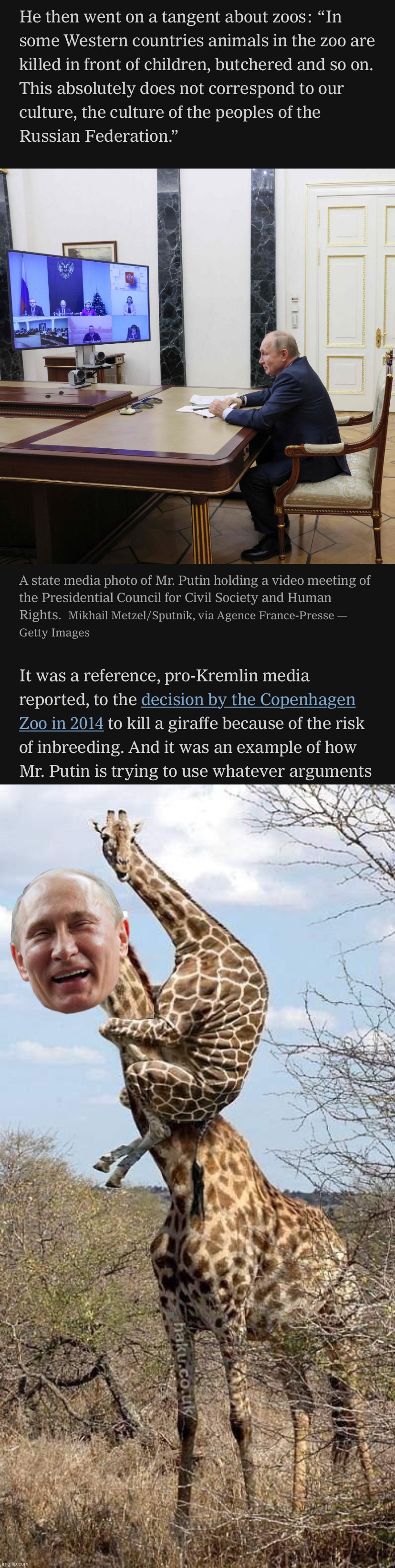 Vladimir Putin: Friend of nature, champion of the giraffes. #Russophilia | image tagged in vladimir putin friend of the giraffes,funny giraffe,russophilia | made w/ Imgflip meme maker
