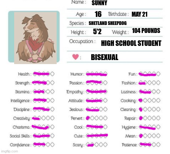 decided to make this of Sunny! | SUNNY; 16; MAY 21; SHETLAND SHEEPDOG; 104 POUNDS; 5'2; HIGH SCHOOL STUDENT; BISEXUAL | image tagged in oc info chart,furry,oc,the furry fandom | made w/ Imgflip meme maker
