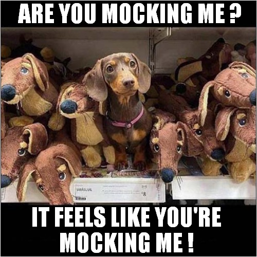 One Suspicious Dachshund ! | ARE YOU MOCKING ME ? IT FEELS LIKE YOU'RE
MOCKING ME ! | image tagged in dogs,suspicious,dachshund | made w/ Imgflip meme maker