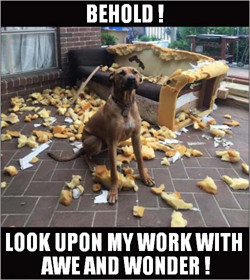 Dog Has No Regrets ! | BEHOLD ! LOOK UPON MY WORK WITH
 AWE AND WONDER ! | image tagged in dogs,destruction,sofa | made w/ Imgflip meme maker