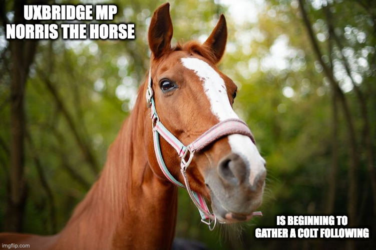 Ginger Horse | UXBRIDGE MP NORRIS THE HORSE; IS BEGINNING TO GATHER A COLT FOLLOWING | image tagged in politics,horse,memes | made w/ Imgflip meme maker