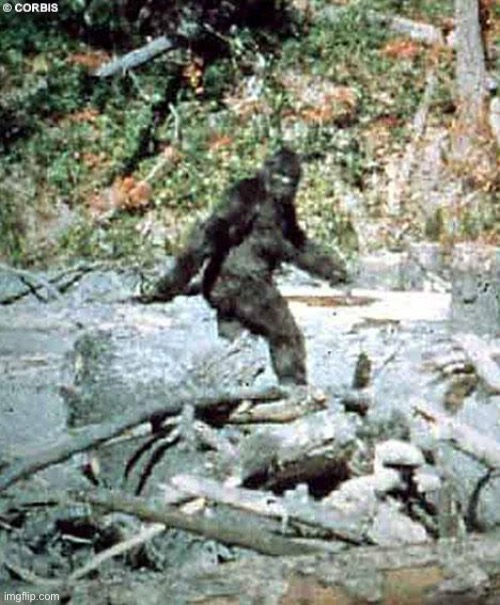 Bigfoot | image tagged in bigfoot | made w/ Imgflip meme maker