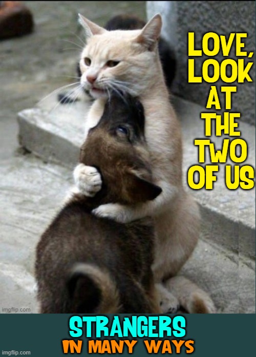 "You call it madness. I call it love." —Muffin | LOVE,
LOOK
AT THE
TWO
OF US; STRANGERS:; IN MANY WAYS | image tagged in vince vance,cats,love,i love cats,meow,funny cat memes | made w/ Imgflip meme maker