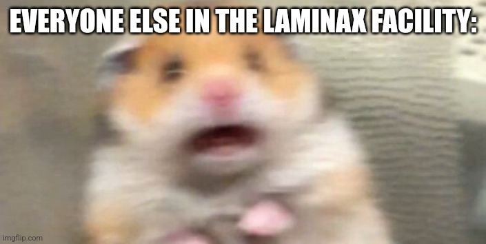 Screaming Hampster | EVERYONE ELSE IN THE LAMINAX FACILITY: | image tagged in screaming hampster | made w/ Imgflip meme maker