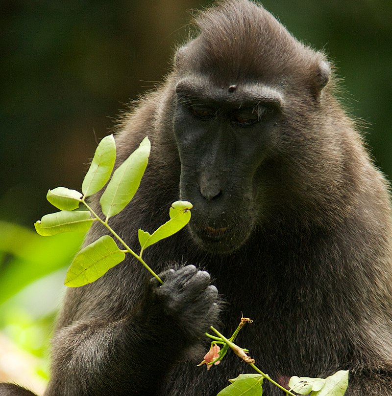 High Quality Discovery macaque Blank Meme Template