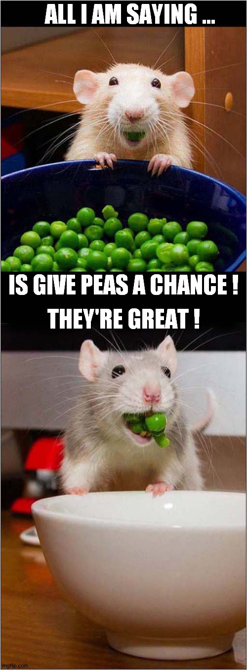 Rats Say Eat Your Greens ! | ALL I AM SAYING ... IS GIVE PEAS A CHANCE ! THEY'RE GREAT ! | image tagged in rats,peas,front page | made w/ Imgflip meme maker