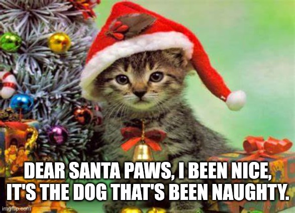 Christmas kitty | DEAR SANTA PAWS, I BEEN NICE, IT'S THE DOG THAT'S BEEN NAUGHTY. | image tagged in cats,christmas | made w/ Imgflip meme maker
