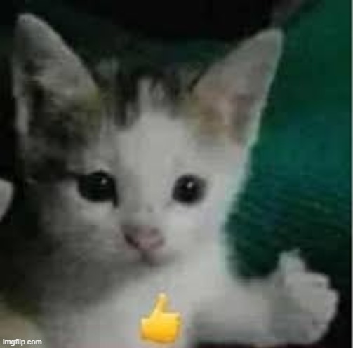 cat thumbs up | image tagged in cat thumbs up | made w/ Imgflip meme maker
