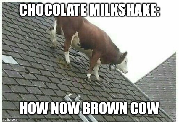 How now | CHOCOLATE MILKSHAKE:; HOW NOW BROWN COW | image tagged in brown cow,cow,choccy milk | made w/ Imgflip meme maker