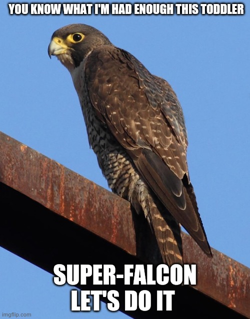 Super falcon | YOU KNOW WHAT I'M HAD ENOUGH THIS TODDLER; SUPER-FALCON LET'S DO IT | image tagged in falcon,birds | made w/ Imgflip meme maker