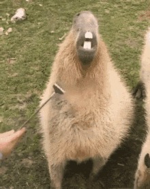 High Quality capybara Blank Meme Template