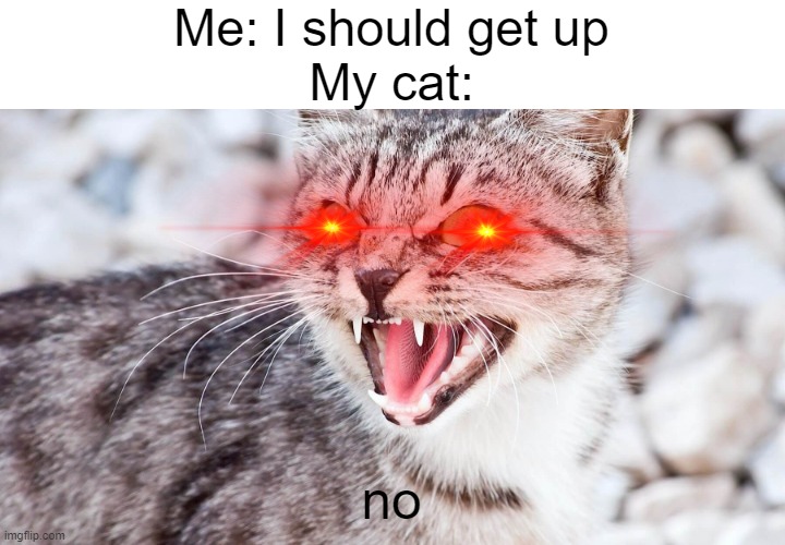 . | Me: I should get up
My cat:; no | image tagged in cat | made w/ Imgflip meme maker