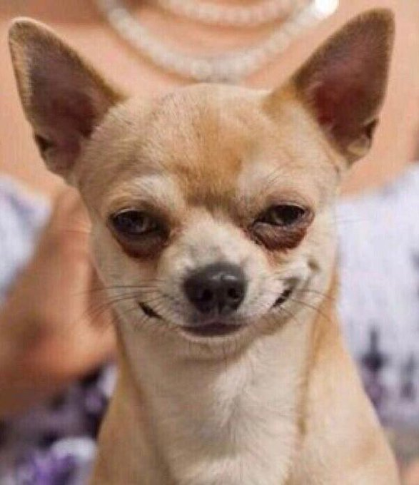 High Quality Chihuahua Dog Evil Smile Blank Meme Template