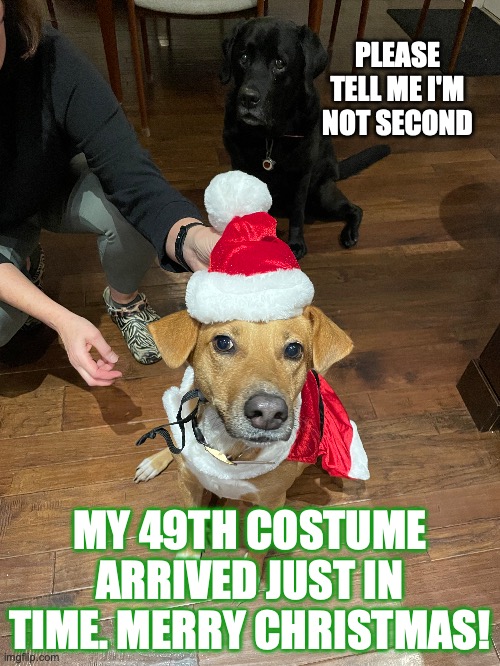 Merry Christmas I love costumes | PLEASE TELL ME I'M NOT SECOND; MY 49TH COSTUME ARRIVED JUST IN TIME. MERRY CHRISTMAS! | image tagged in dogs | made w/ Imgflip meme maker