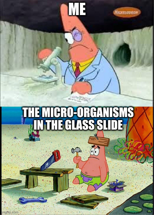 PAtrick, Smart Dumb | ME; THE MICRO-ORGANISMS
IN THE GLASS SLIDE | image tagged in patrick smart dumb | made w/ Imgflip meme maker