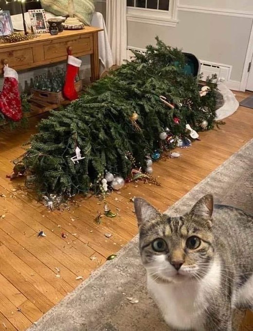 High Quality christmas cat Blank Meme Template