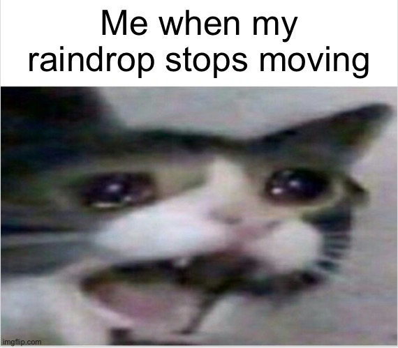 Image Title | Me when my raindrop stops moving | image tagged in crying cat | made w/ Imgflip meme maker