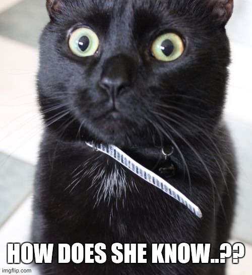 Woah Kitty Meme | HOW DOES SHE KNOW..?? | image tagged in memes,woah kitty | made w/ Imgflip meme maker