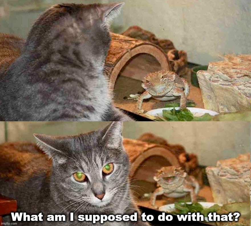 What am I supposed to do with that? | image tagged in funny cat memes,cat memes,lizards,humor | made w/ Imgflip meme maker