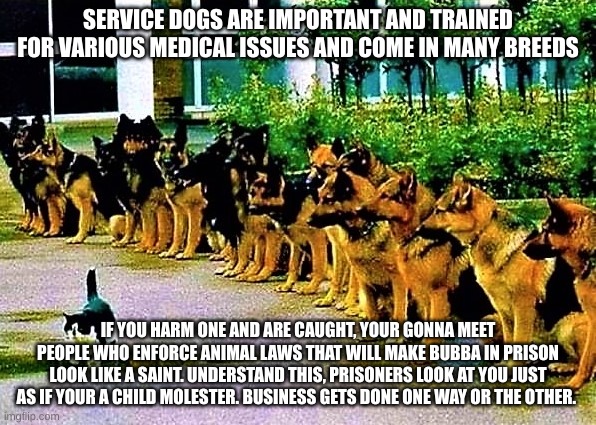 Service Dogs | SERVICE DOGS ARE IMPORTANT AND TRAINED FOR VARIOUS MEDICAL ISSUES AND COME IN MANY BREEDS; IF YOU HARM ONE AND ARE CAUGHT, YOUR GONNA MEET PEOPLE WHO ENFORCE ANIMAL LAWS THAT WILL MAKE BUBBA IN PRISON LOOK LIKE A SAINT. UNDERSTAND THIS, PRISONERS LOOK AT YOU JUST AS IF YOUR A CHILD MOLESTER. BUSINESS GETS DONE ONE WAY OR THE OTHER. | image tagged in family,pet,dog,protection,money,faith in humanity | made w/ Imgflip meme maker