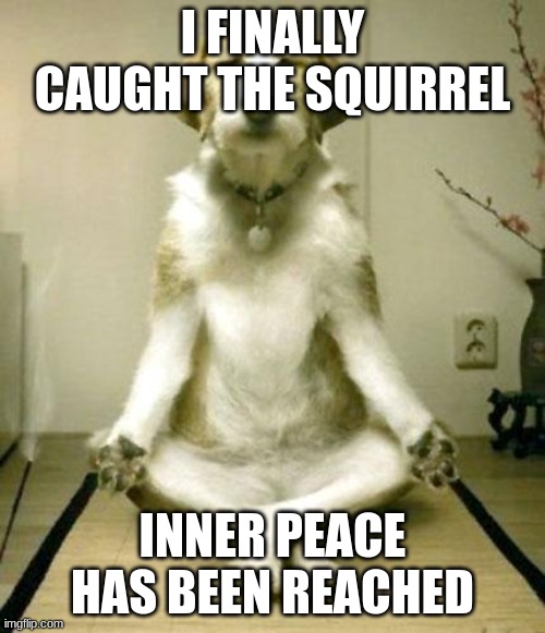 Inner Peace Dog | I FINALLY CAUGHT THE SQUIRREL; INNER PEACE HAS BEEN REACHED | image tagged in inner peace dog | made w/ Imgflip meme maker