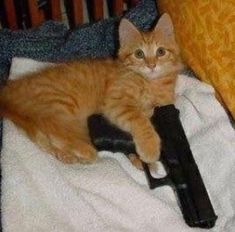 High Quality Cat With A Gun Blank Meme Template