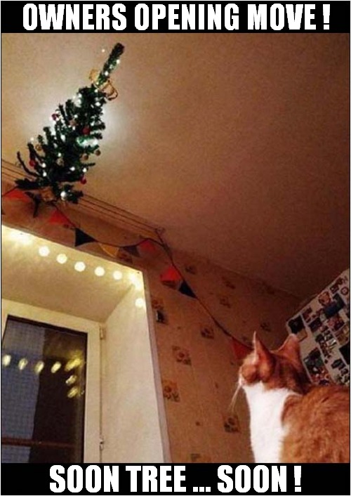 Cat Vs Christmas Tree ! | OWNERS OPENING MOVE ! SOON TREE ... SOON ! | image tagged in cats,christmas tree | made w/ Imgflip meme maker