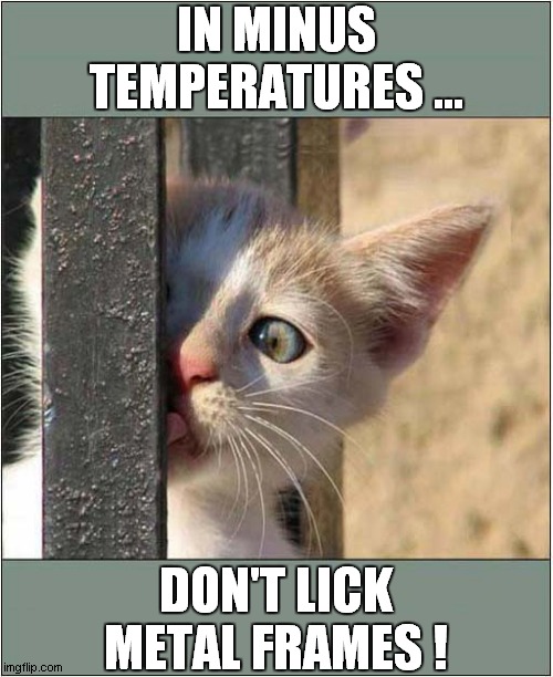 An Important Wintery Lesson ! | IN MINUS TEMPERATURES ... DON'T LICK METAL FRAMES ! | image tagged in cats,freezing cold,tongue,stuck,life lesson | made w/ Imgflip meme maker