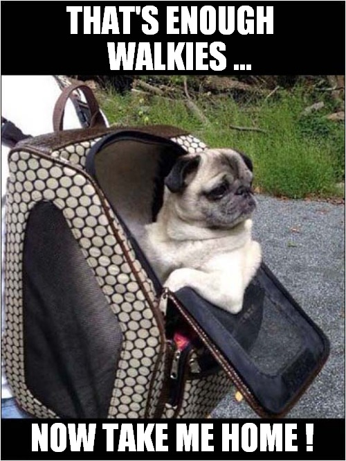 Travelling In Style ! | THAT'S ENOUGH    WALKIES ... NOW TAKE ME HOME ! | image tagged in dogs,walkies,traveling,style | made w/ Imgflip meme maker