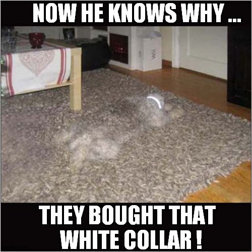 An 'Anti-Trample' Solution | NOW HE KNOWS WHY ... THEY BOUGHT THAT
  WHITE COLLAR ! | image tagged in dogs,camouflage | made w/ Imgflip meme maker