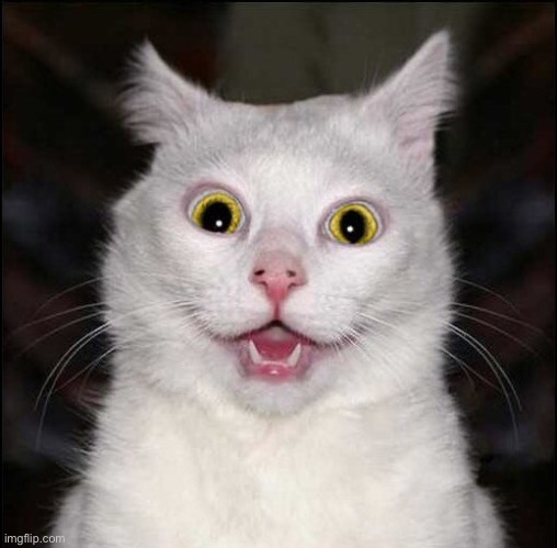 Crazy White Cat with Yellow Eyes | image tagged in crazy white cat with yellow eyes | made w/ Imgflip meme maker