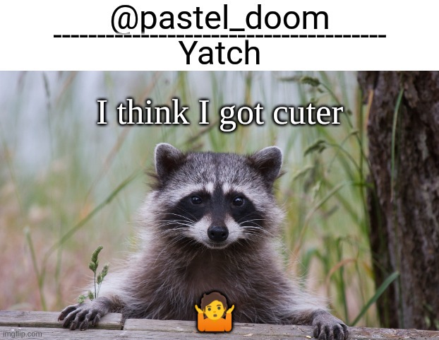 Yachi's raccoon temp (thank you Badoo) | I think I got cuter; 🤷 | image tagged in yachi's raccoon temp thank you badoo | made w/ Imgflip meme maker