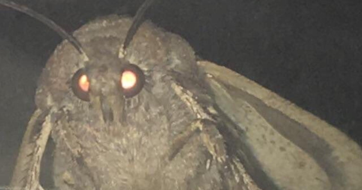 moth Blank Meme Template